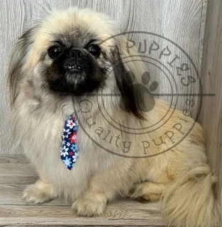 Registered male miniature Pekingese Puppies