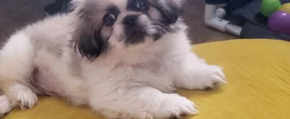 Registered Male Miniature Pekingese Puppy