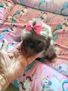 Very small shih Tzu girls