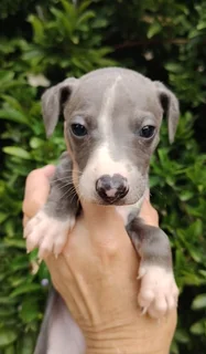 Darling whippet girls