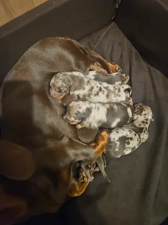 Beautiful Dapple Dachshund