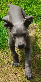 Great dane puppies