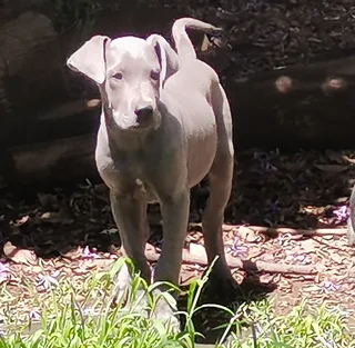 Great dane puppies
