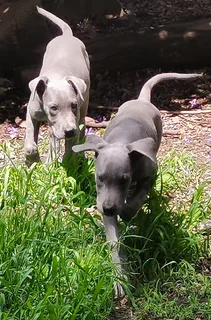 Great dane puppies