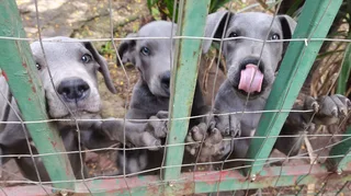 Great dane puppies