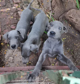 Great dane puppies