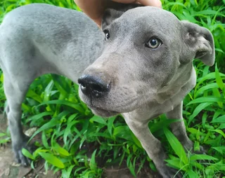 Blue great dane puppies