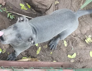 Blue great dane puppies