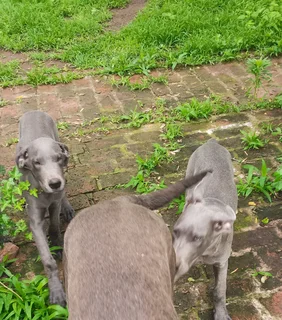 Blue great dane puppies
