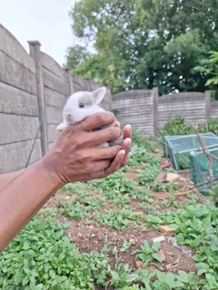Netherland Dwarf Rabbits