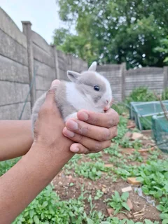 Netherland Dwarf Rabbits