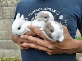 Netherland Dwarf Rabbits