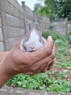Netherland Dwarf Rabbits