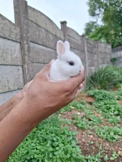 Netherland Dwarf Rabbits