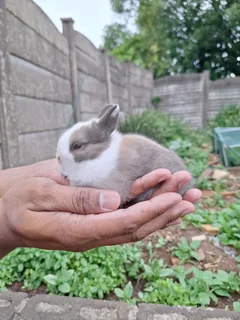 Netherland Dwarf Rabbits
