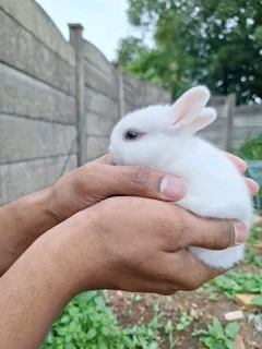Netherland Dwarf Rabbits