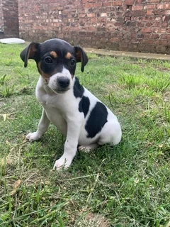 LONG LEG FOXIE PUPPIES - AVAILABLE