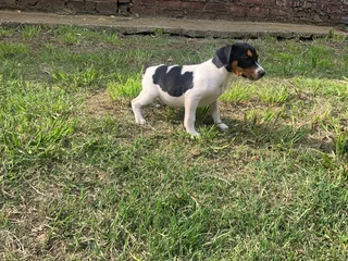 Long Leg foxie Puppies - Available