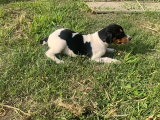 LONG LEG FOXIE PUPPIES - AVAILABLE