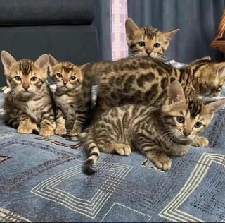 Beautiful bengal kittens