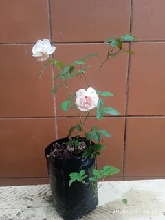 Rose tree