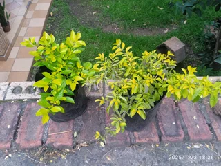 Jasmine tree full bloom