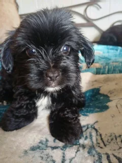 Yorshire Terrier puppies
