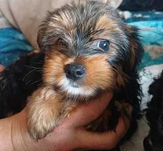 Yorshire Terrier puppies