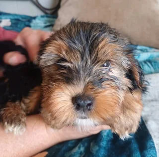 Yorshire Terrier puppies