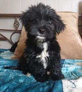 Yorshire Terrier puppies