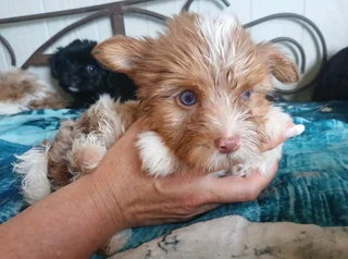 Yorkie Male puppy