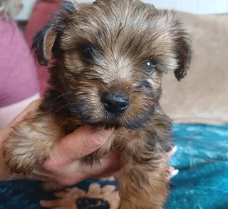 Yorkshire Terrier boys