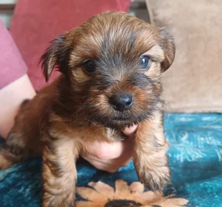 Yorkshire Terrier boys