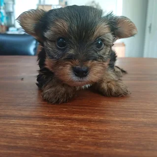 Yorkshire Terrier boys