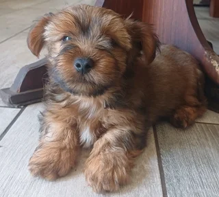 Small Yorkshire Terrier male