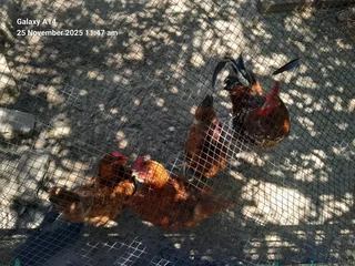 Mixed breed fertile eggs for sale