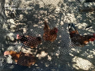 Mixed breed fertile eggs for sale