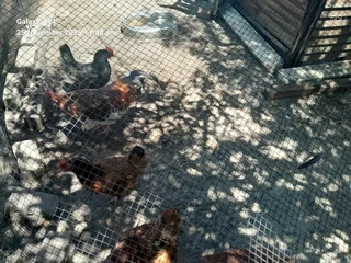 Mixed breed fertile eggs for sale