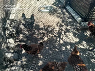 Mixed breed fertile eggs for sale