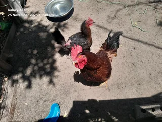 Mixed breed fertile eggs for sale