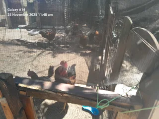 Mixed breed fertile eggs for sale