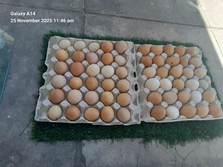 Mixed breed fertile eggs for sale