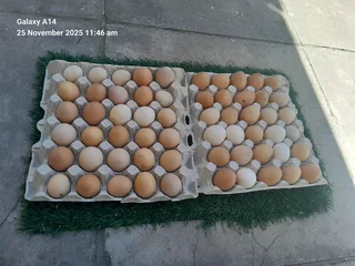 Mixed breed fertile eggs for sale