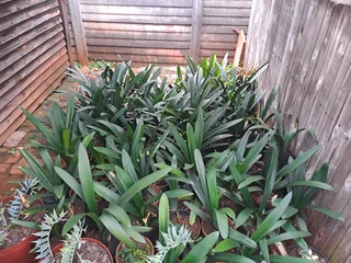 100 Various Clivia Plants for sale in Valhalla Centurion