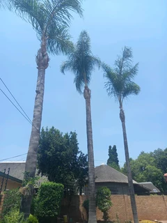 Tree cutting felling trimming Polokwane