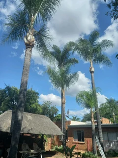 Tree cutting felling trimming Polokwane