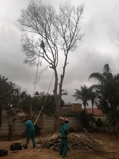 Tree cutting felling trimming Polokwane