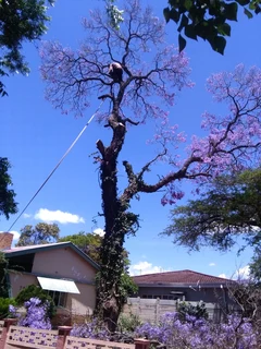 Tree cutting felling trimming Polokwane