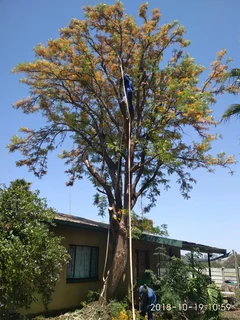 Tree cutting felling trimming Polokwane
