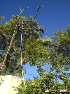 Tree cutting felling trimming Polokwane